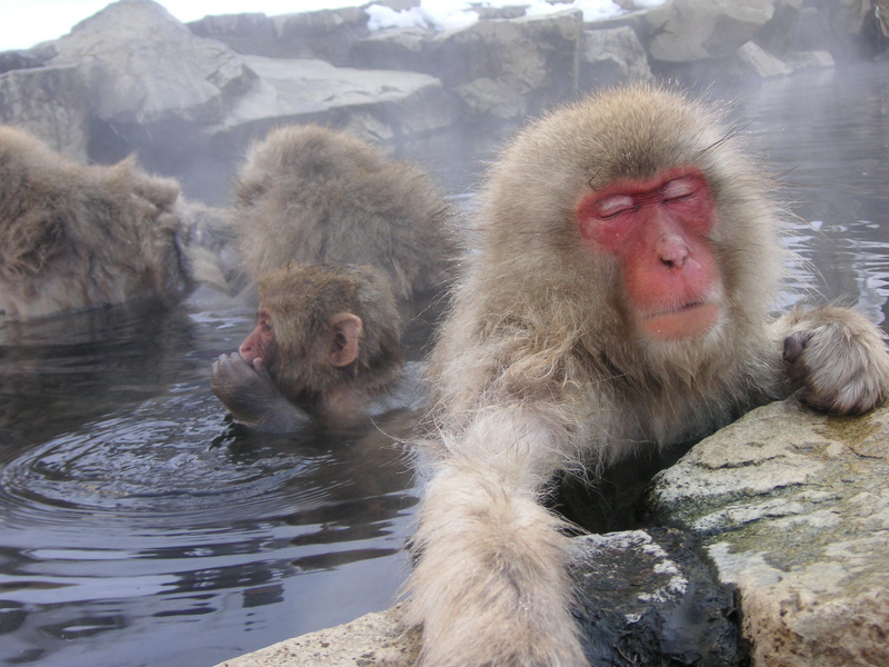 温泉に浸かる猿たち